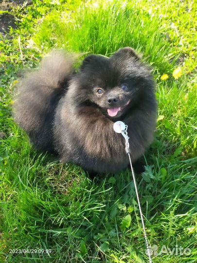 Померанский шпиц мини