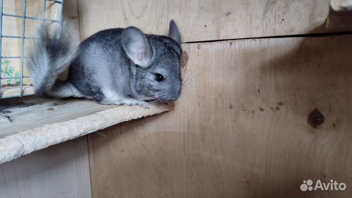Шиншилла