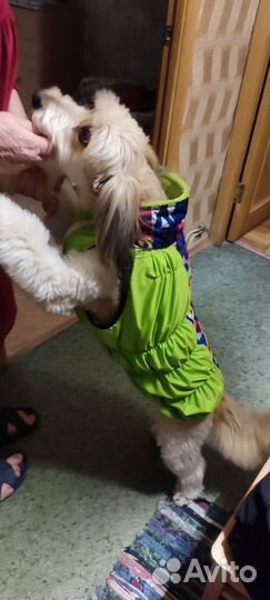 Дождевик для собак