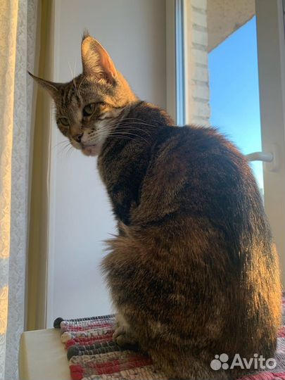 Кошечка, метис мейн-куна