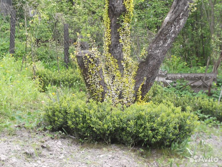 Самшит, есть барбарис тумберга