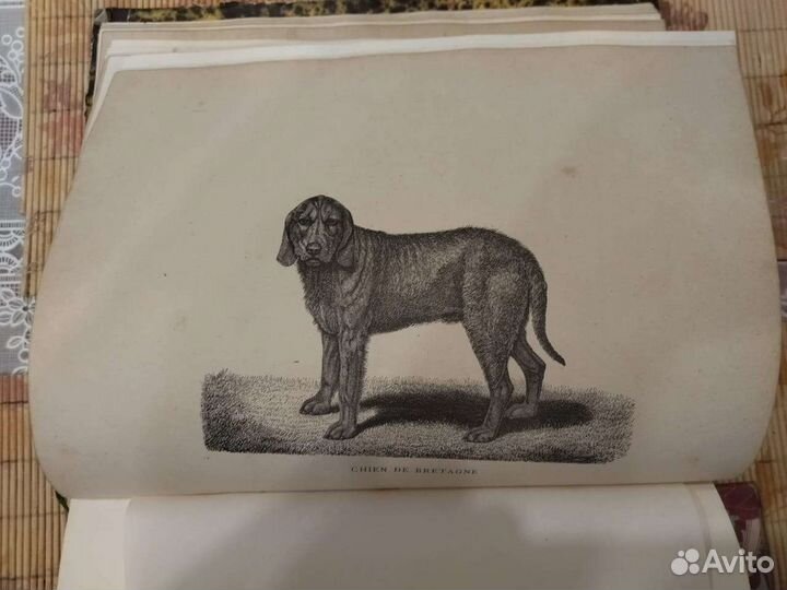 Книга. Антиквариат. Франция. Редкость. Гравюры