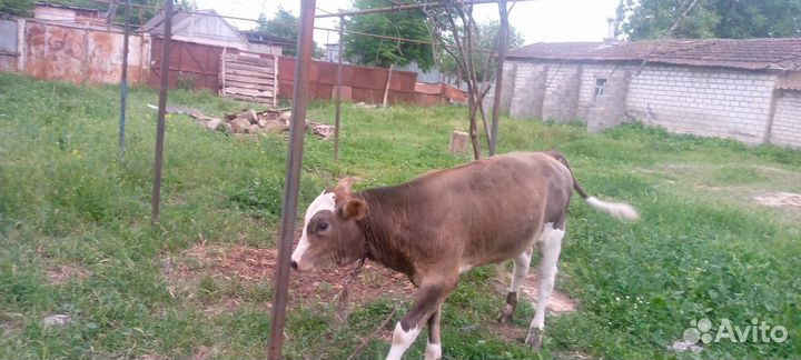 Корова дойная с теленком