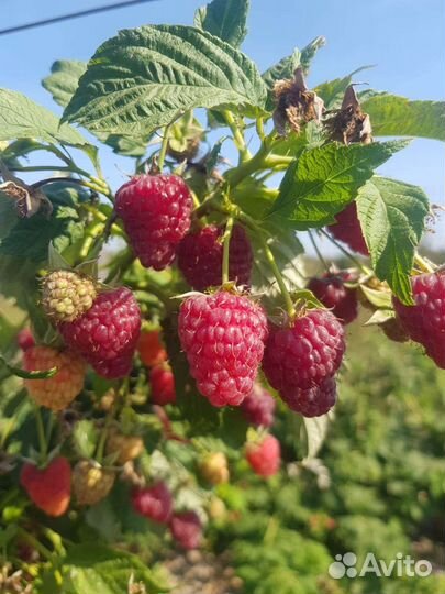 Саженцы ремонтантной малины