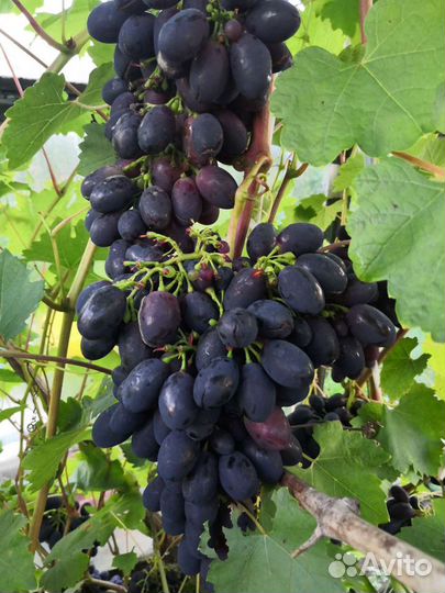 Саженцы винограда. Черенки