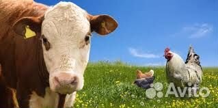 Корма для животных