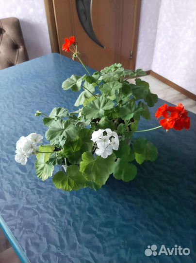 Герань сортовая