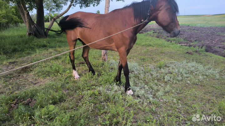 Продам лошадь