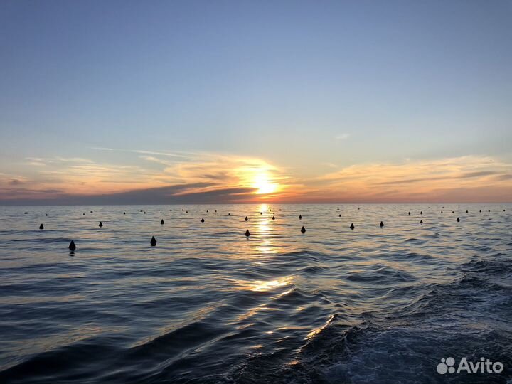 Мидия Устрица Аква ферма