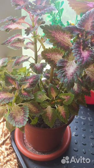 Цветы взрослые домашние