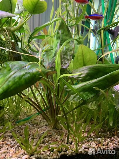 Неоны, креветки, Хелены, аквариумные растения