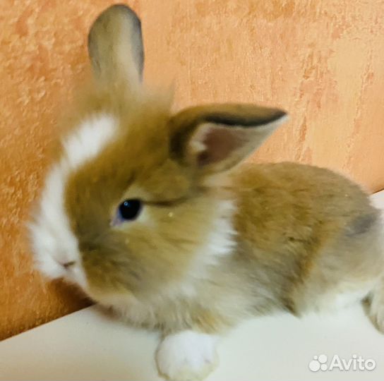 Декоративные кролики домашний мини