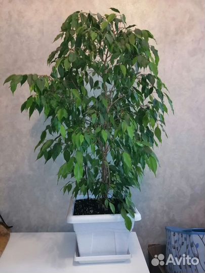 Фикус бенджамина