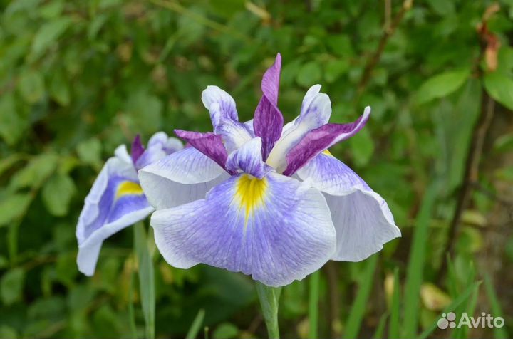 Ирис японский