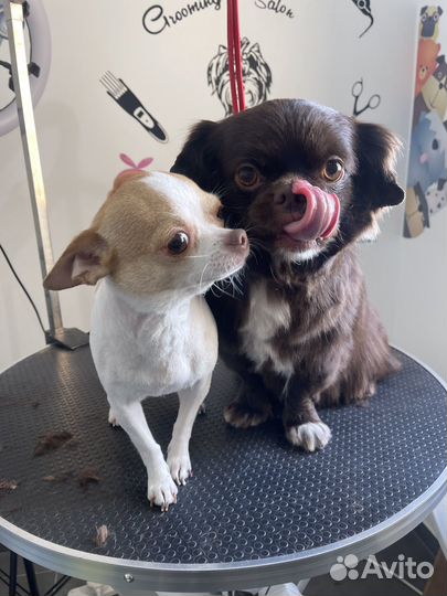 Груминг кошек и собак