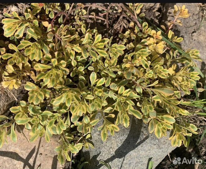 Многолетние цветы для сада