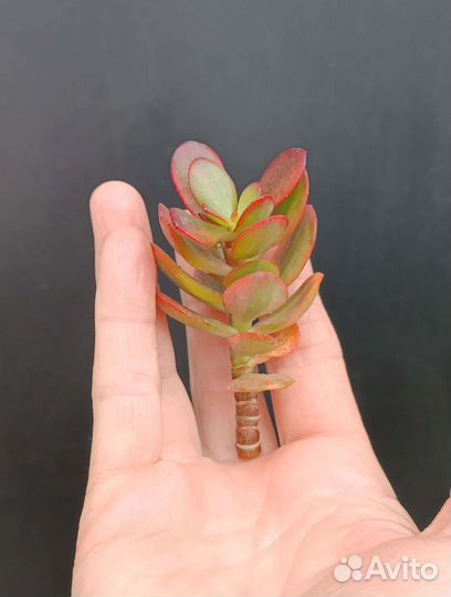 Крассула crosby's compact variegata