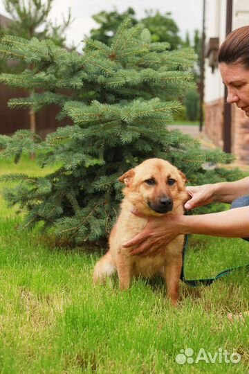 Коротколапый лисенок