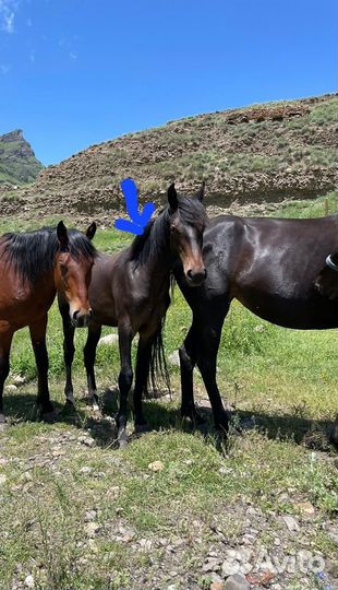 Продаю лошадь жеребец