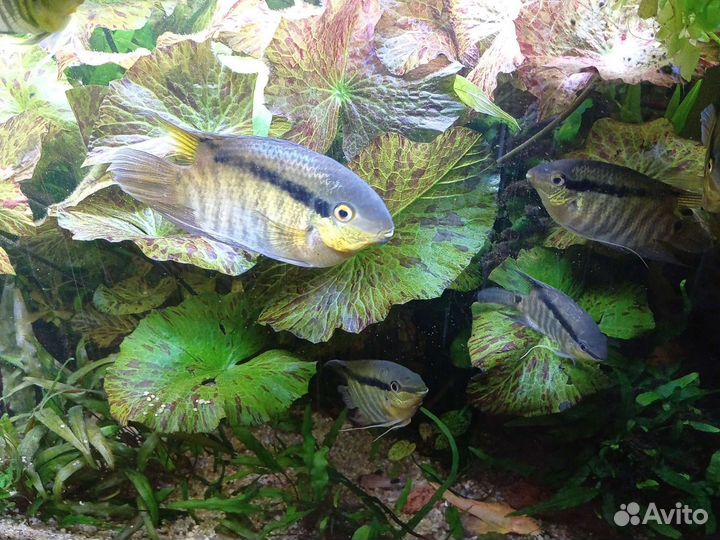 Северумы и Мезонауты