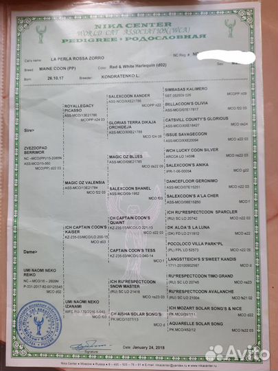 Мейн-кун вязка