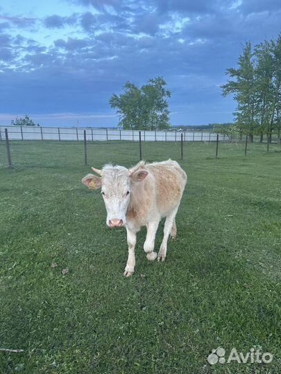 Телка симментал, телята