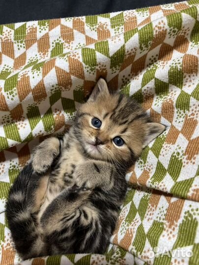 Шотладские котята