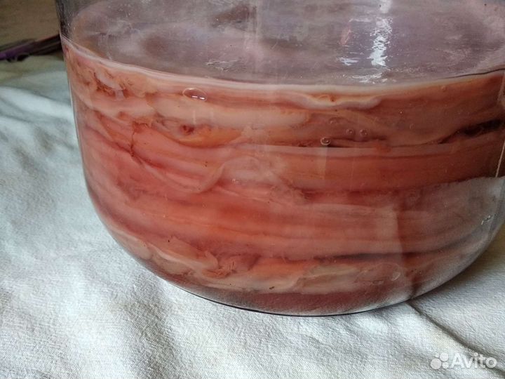 Чайный гриб Комбуча