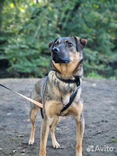 Маленький пёс из приюта