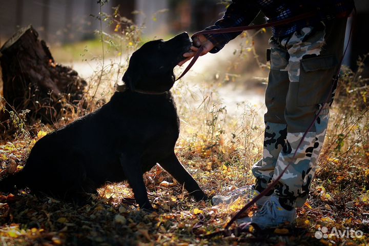 Выгул собак приюта