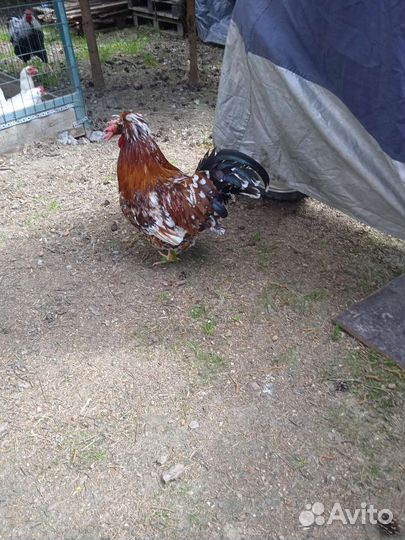 Петухи на выбор