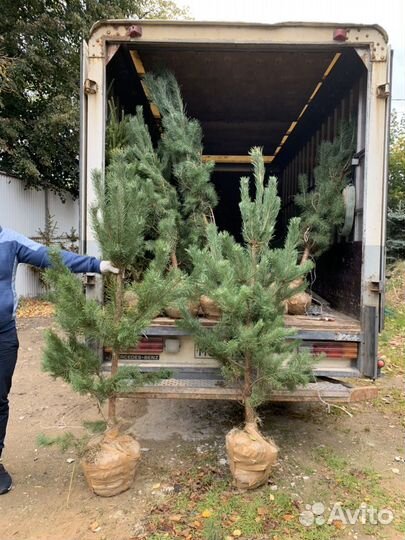 Продажа саженцев деревьев сосна, елка
