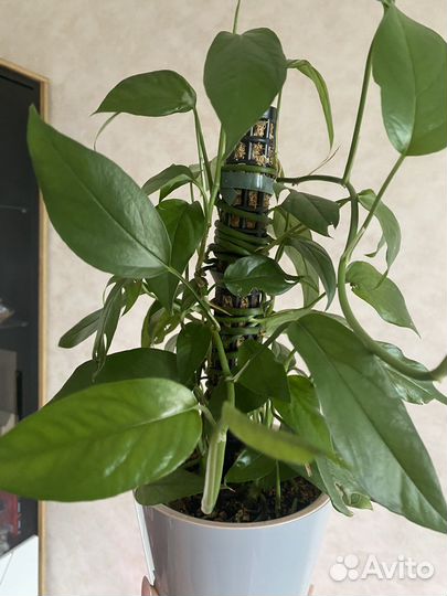 Пластиковая опора для растений