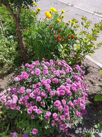 Хризантемы мультифлора