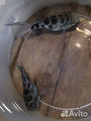 Сапфирововый попугай