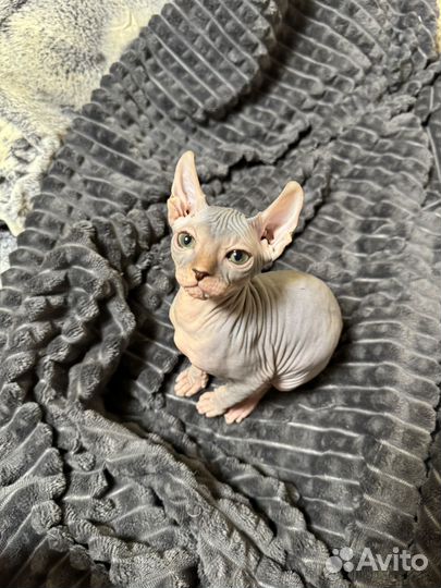 Котятенок канадский сфинкс эльф девочка