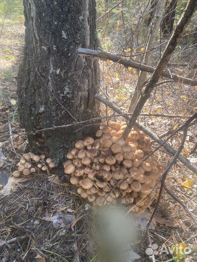 Опята сушеные Алтайский край