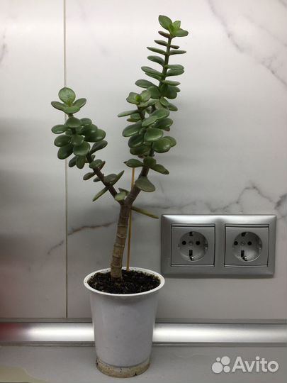 Толстянка - денежное дерево (крассула)