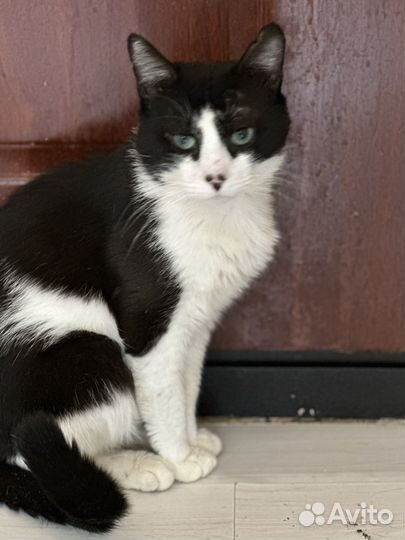 Кот Василий в добрые руки