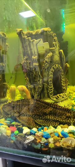 Парчовый сом