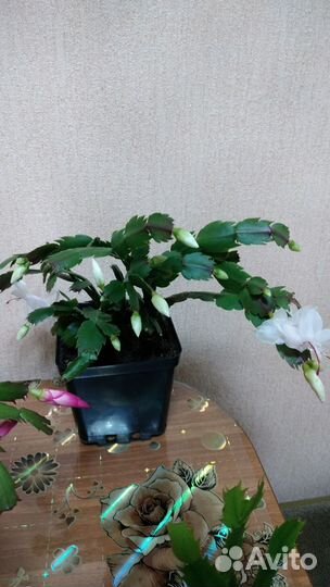 Декабрист шлюмбергера