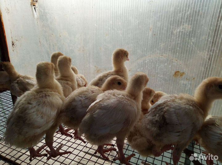 Цыплята, индюшата, утки