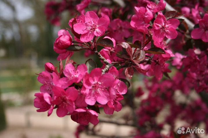 Яблоня декоративная Высота от 100см