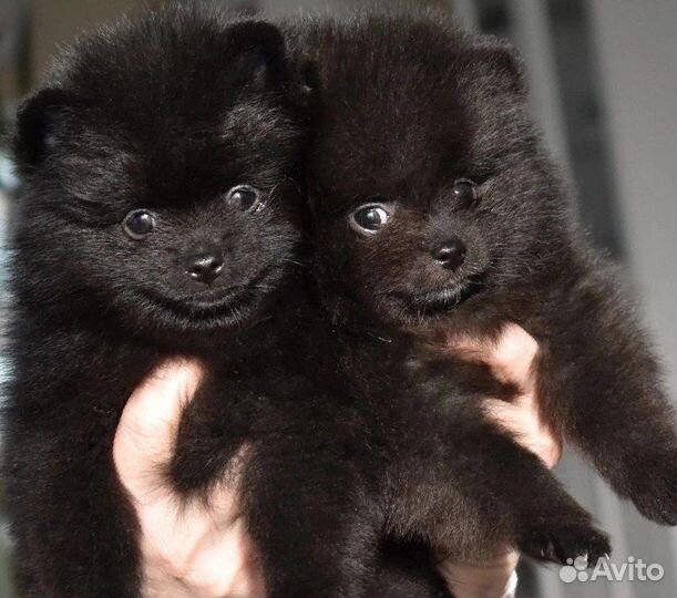 Померанский шпиц