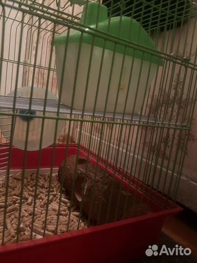 Клетка для грызунов