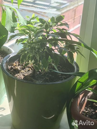 Комнатные растения