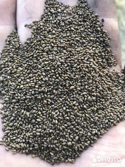 Семена Люцерны