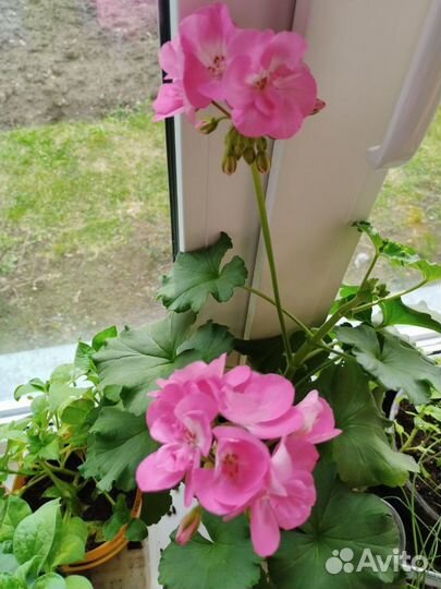 Герань пеларгония цветущая