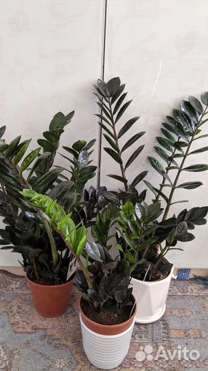 Замиакулькасы Raven /Zenzi