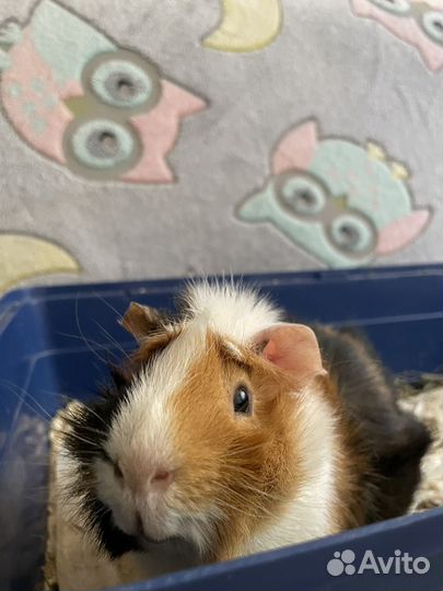 Морская свинка бесплатно